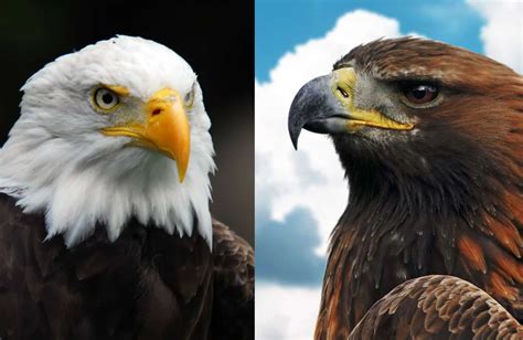 compare golden eagle and bald eagle